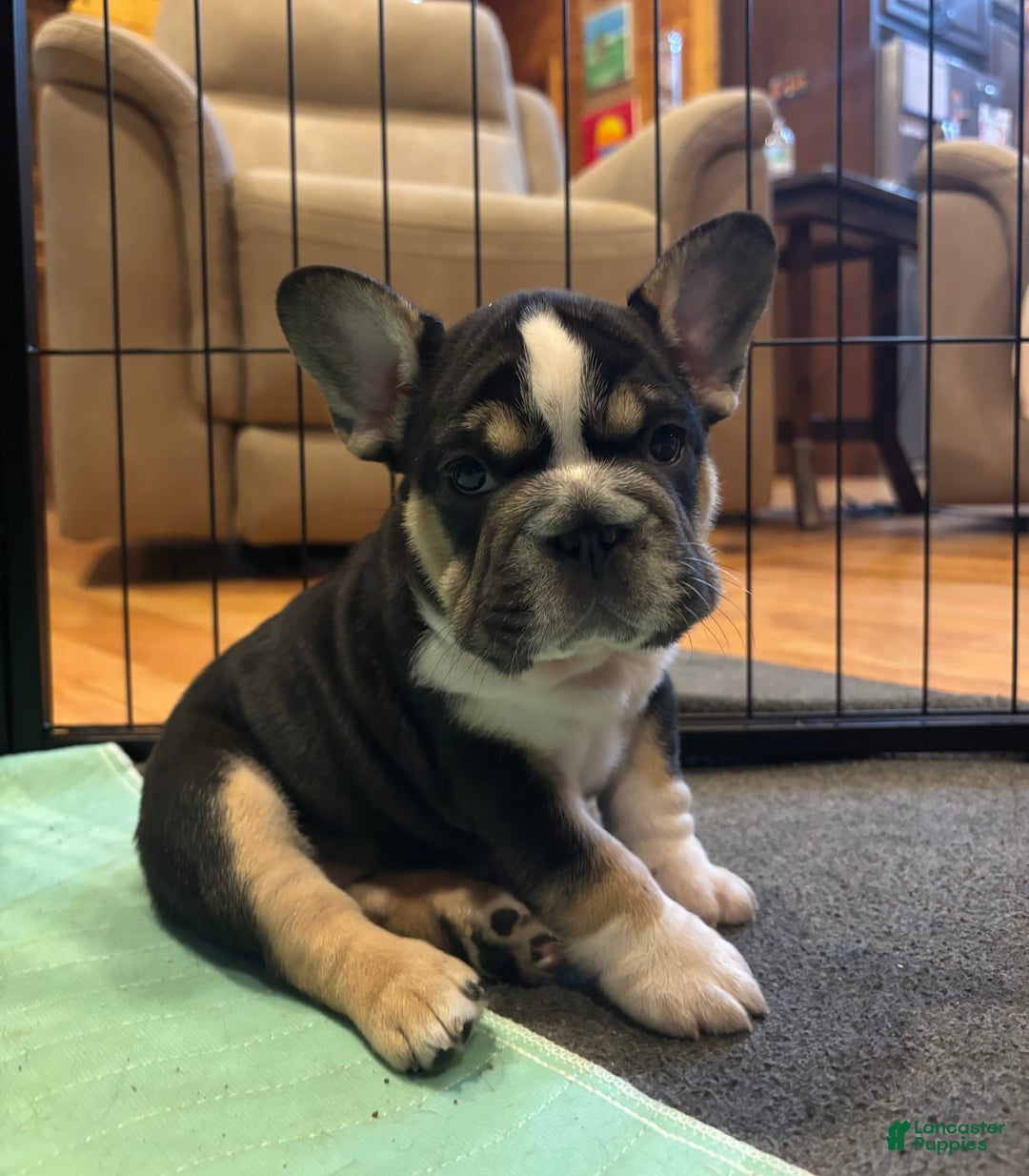French Bulldog dogs for sale: Lexi - Image 1