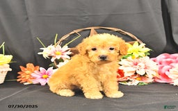 Miniature Poodle dogs for sale: Charity   Extra Small - Image 1