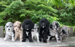 Mini Goldendoodle dogs for sale: Keith - Image 2