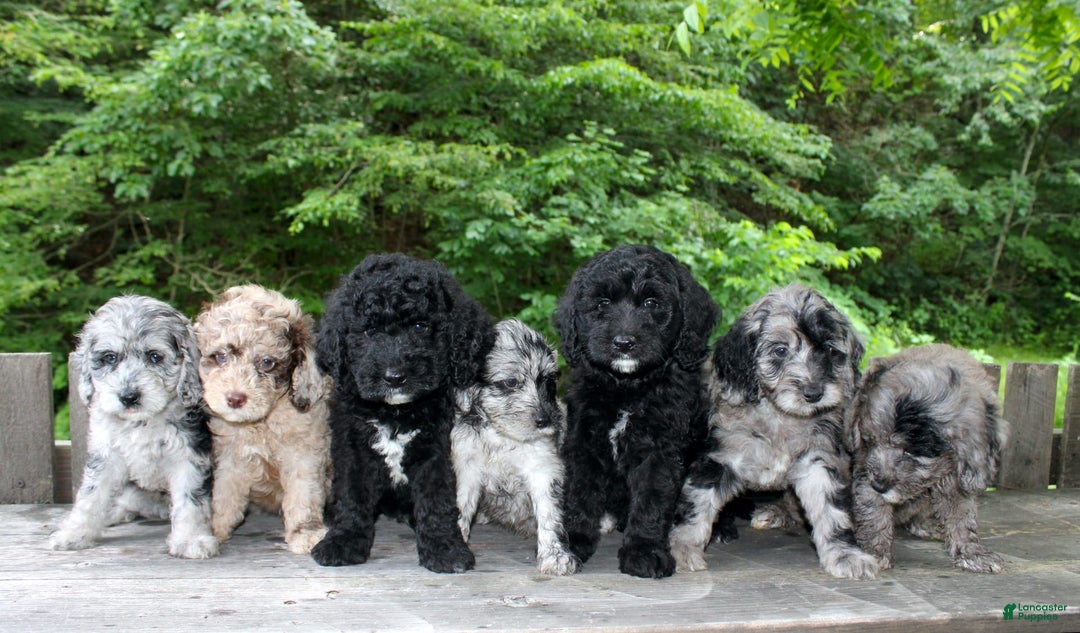 Mini Goldendoodle dogs for sale: Keith - Image 2