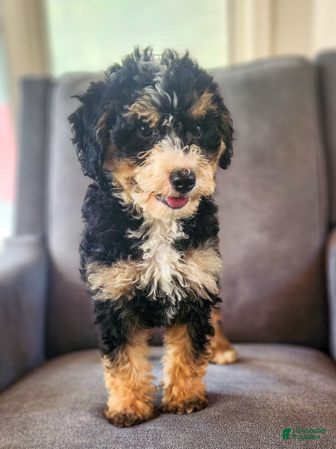 Mini Bernedoodle dogs for sale: Courtney - Image 2