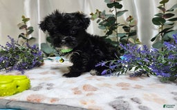 Morkie dogs for sale: Justinger - Image 2