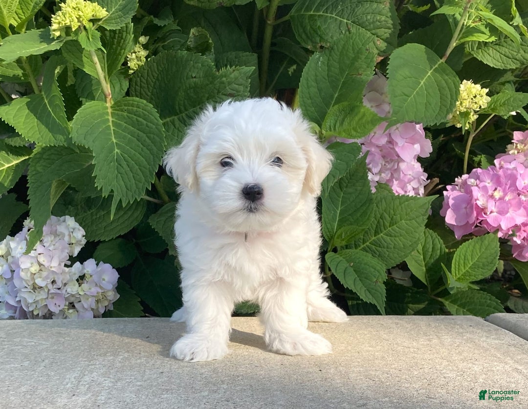Coton De Tulear dogs for sale: Pearl - Image 16