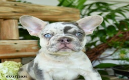 French Bulldog dogs for sale: Wiggles - Image 4