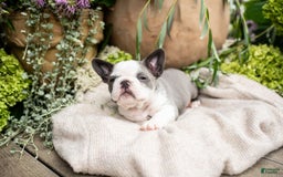 French Bulldog dogs for sale: Honey - Image 5