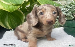 Miniature Dachshund dogs for sale: Lady La Cherish - Image 5