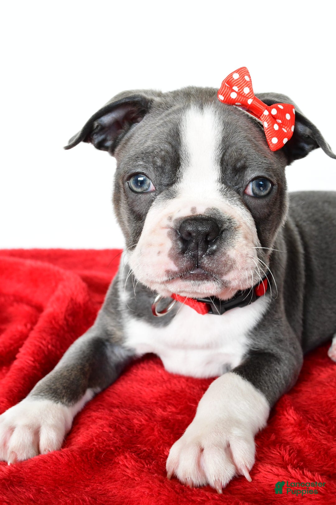 Frenchton dogs for sale: Bingo - Image 2