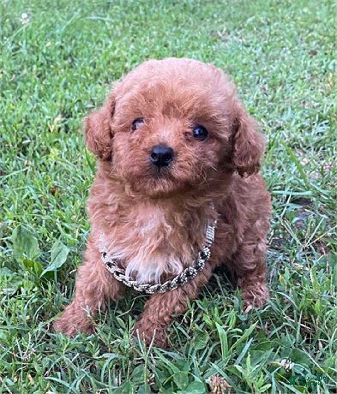 Toy Poodle dogs for sale: Prince - Image 1