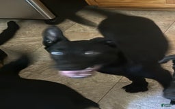 Belgian Malinois dogs for sale: Ula - Image 3