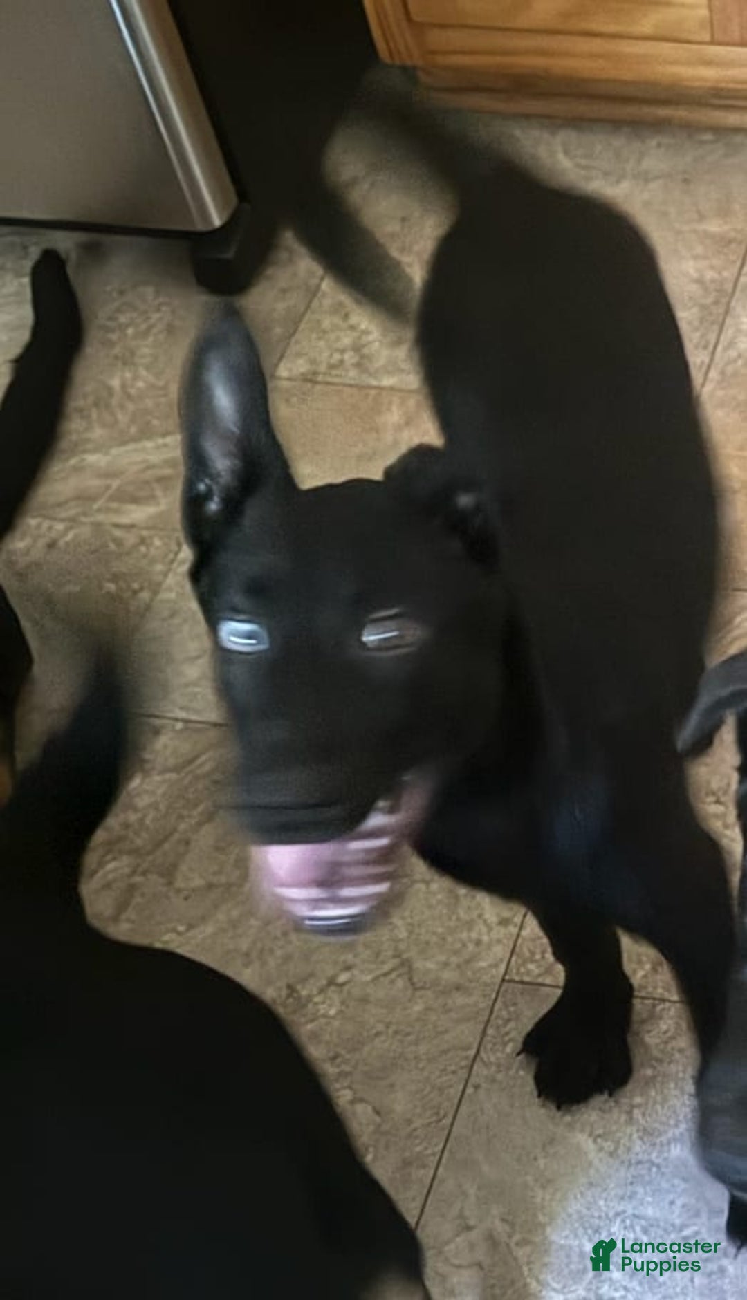 Belgian Malinois dogs for sale: Ula - Image 3
