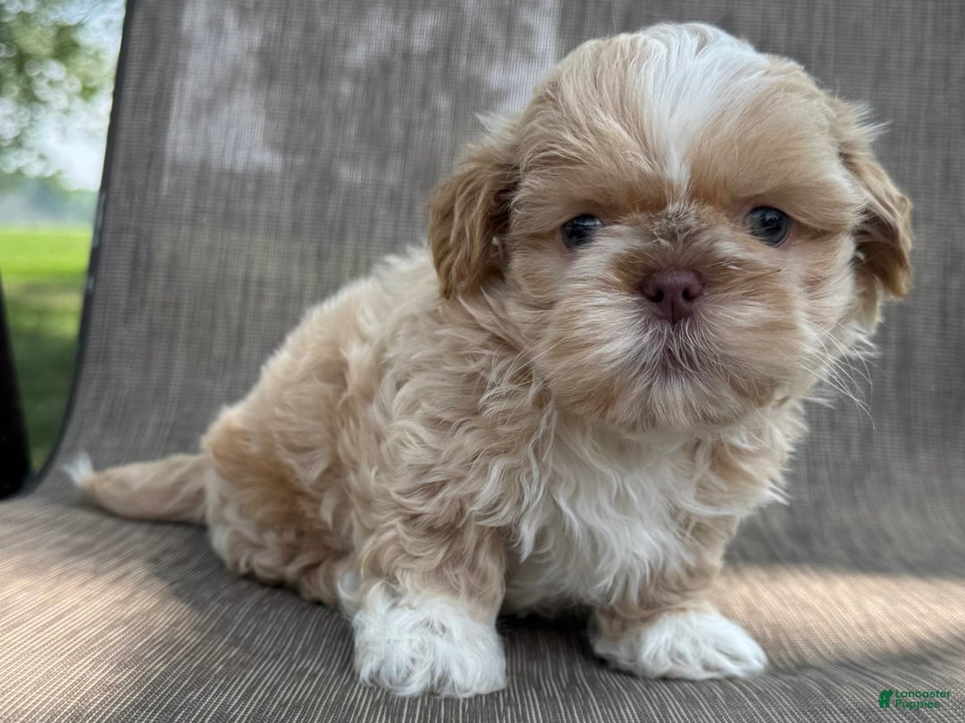 Shih Tzu dogs for sale: Andy - Image 4