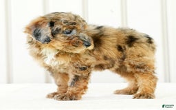 Miniature Poodle dogs for sale: Kylie - Image 5