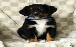Miniature Australian Shepherd dogs for sale: Baxter - Image 7