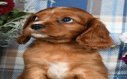Cavalier King Charles Spaniel dogs for sale: August - Image 5
