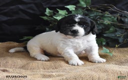 Cavapoo dogs for sale: Adrian - Image 3