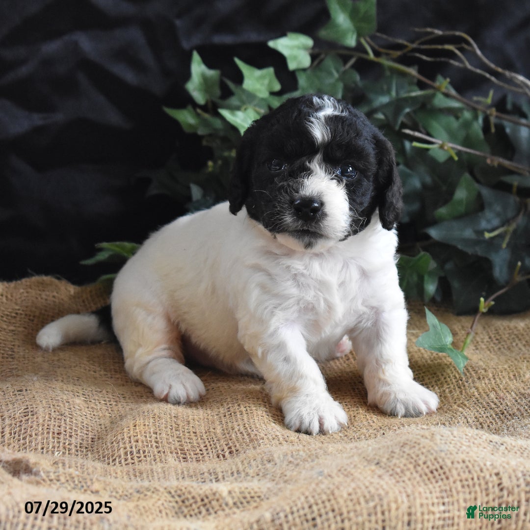 Cavapoo dogs for sale: Adrian - Image 3