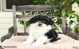 Miniature Poodle dogs for sale: Oliver - Image 2