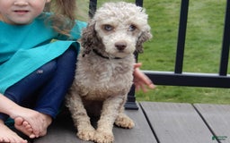 Cockapoo dogs for sale: Isabelle - Image 11