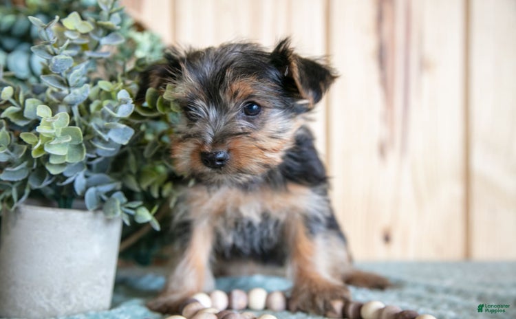 Yorkshire Terrier dogs for sale - Ad 3
