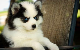 Pomsky dogs for sale: Flare - Image 1