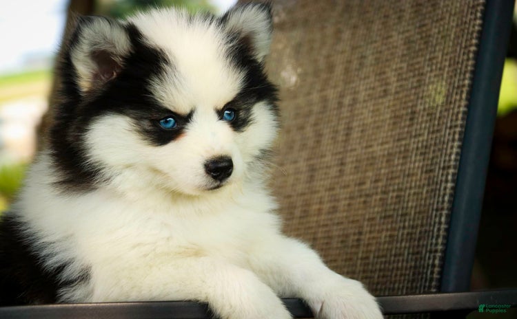 Pomsky dogs for sale - Ad 1