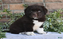 Newfoundland dogs for sale: Victor - Image 1