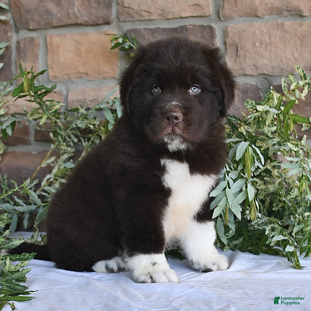 Newfoundland dogs for sale: Victor - Image 1