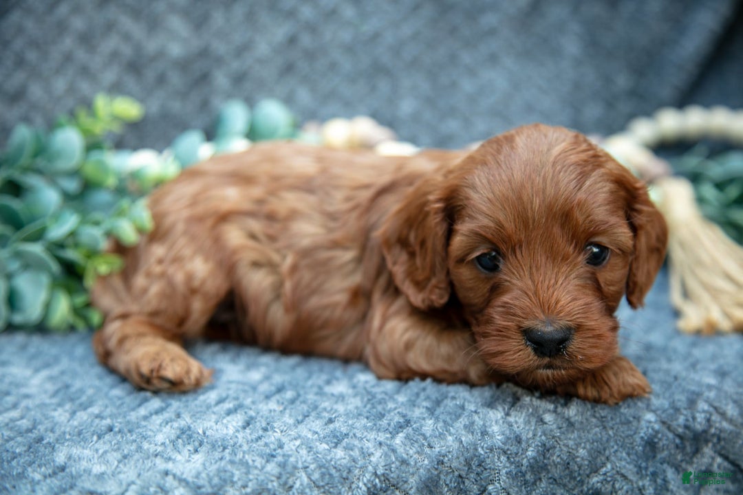 Cavapoo dogs for sale: Cavapoo 5 puppies - Image 7