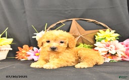 Miniature Poodle dogs for sale: Charity   Extra Small - Image 2
