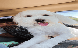 Goldendoodle dogs for sale: Ares - Image 5