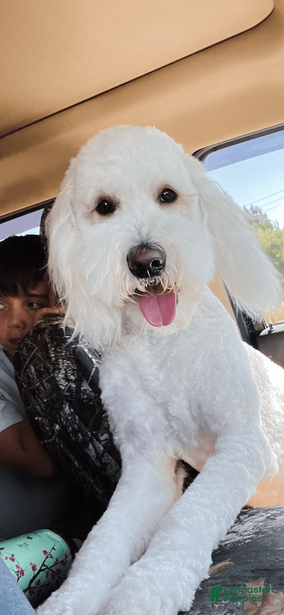Goldendoodle dogs for sale: Ares - Image 5