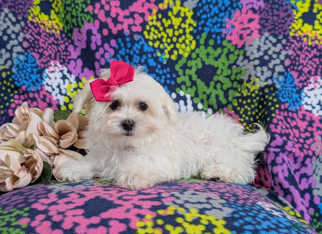 Maltese dogs for sale: Claudette Akc - Image 9