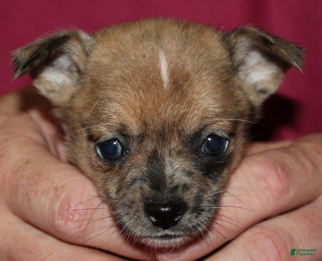 Chihuahua dogs for sale: Pablo - Image 3