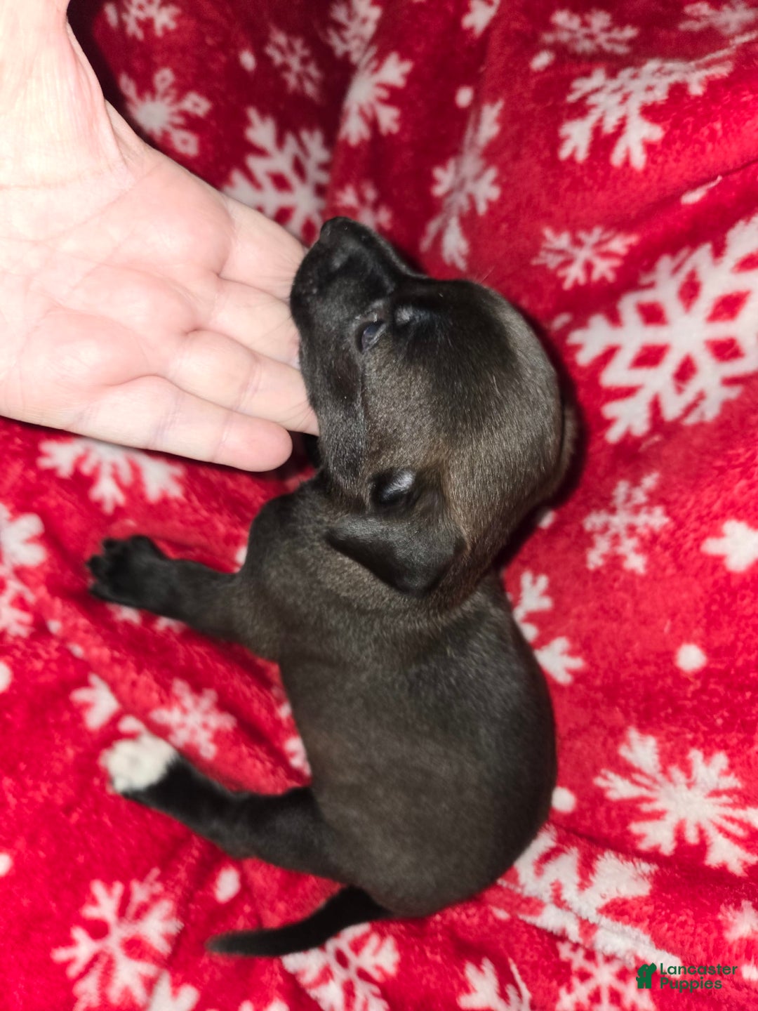 Chihuahua dogs for sale: Black Girl 2 - Image 3
