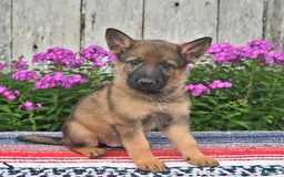 German Shepherd dogs for sale: Dakota - Image 7