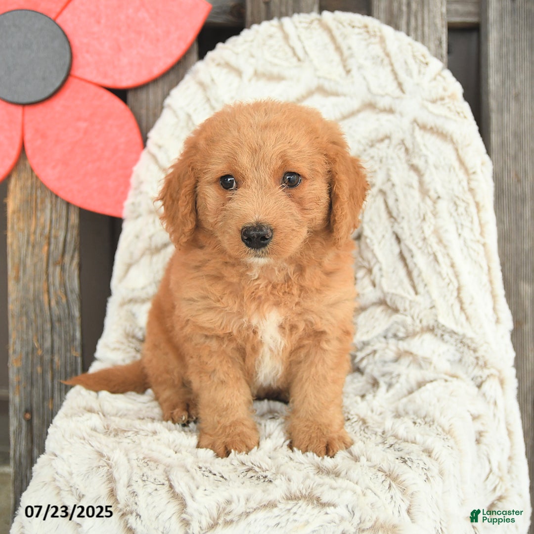 Mini Goldendoodle dogs for sale: Maxwell - Image 5