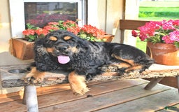 Cocker Spaniel dogs for sale: Banjo - Image 38