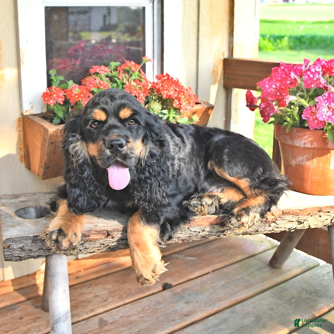Cocker Spaniel dogs for sale: Banjo - Image 38