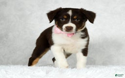 Miniature Australian Shepherd dogs for sale: Ava - Image 8