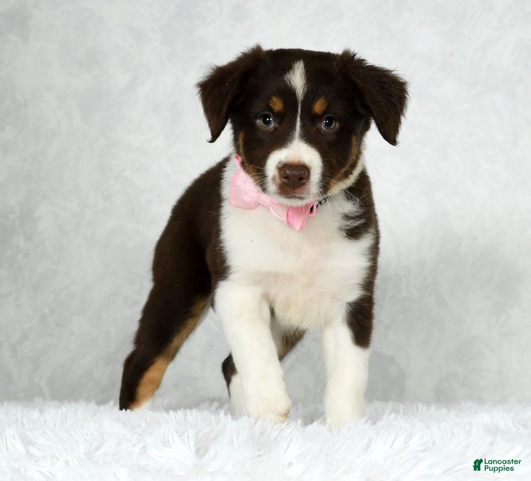 Miniature Australian Shepherd dogs for sale: Ava - Image 8