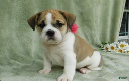 English Bulldog dogs for sale: Rosy - Image 6