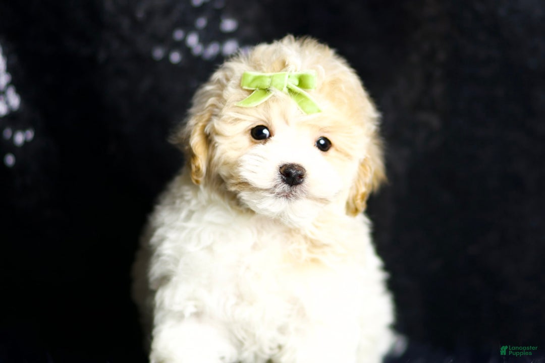 Maltipoo dogs for sale: Habibi - Image 6