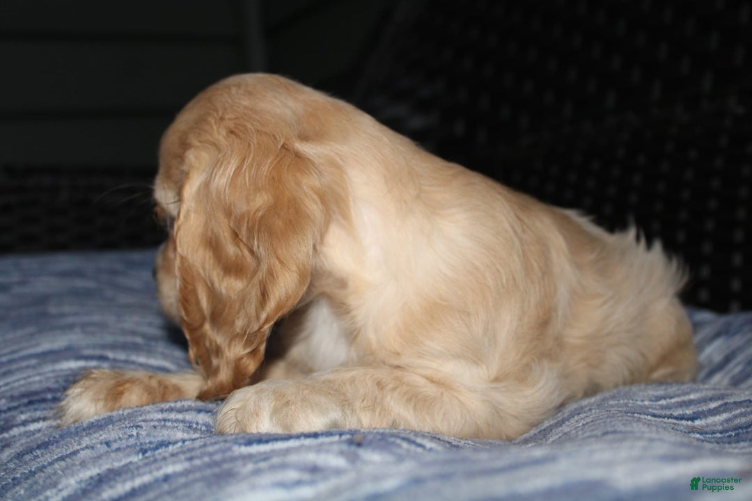 Cocker Spaniel dogs for sale: Marshmallow - Image 2