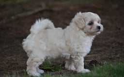 Maltipoo dogs for sale: Honey - Image 5