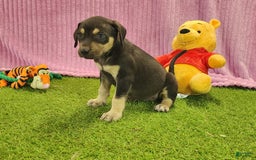 Catahoula Leopard Dog dogs for sale: Tess 2025 Female 6 - Image 10