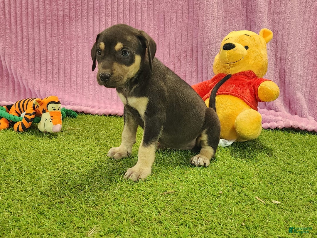 Catahoula Leopard Dog dogs for sale: Tess 2025 Female 6 - Image 10