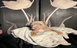 American Bully dogs for sale: Tweety Bird - Image 8
