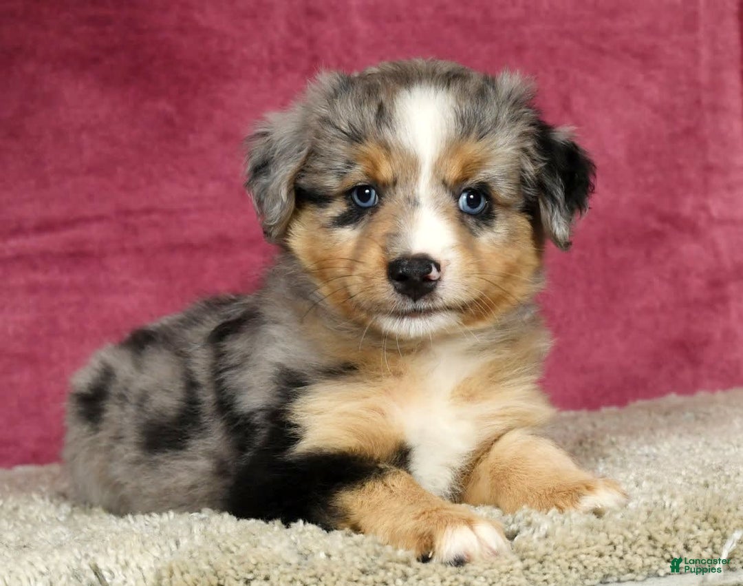 Miniature Australian Shepherd dogs for sale: Alex - Image 6