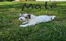 Morkie dogs for sale: Hercules - Image 7