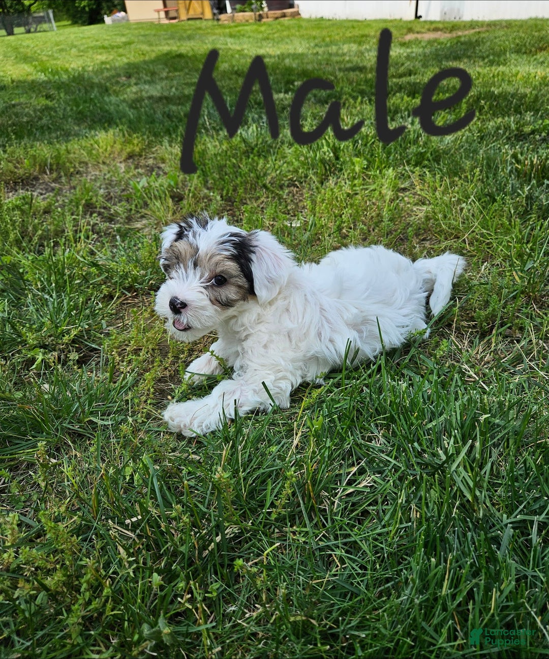 Morkie dogs for sale: Hercules - Image 7